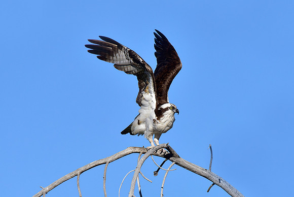 osprey (5)