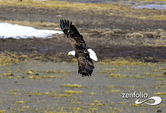 bald eagle 2017 (1)
