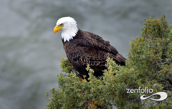bald eagle (3)
