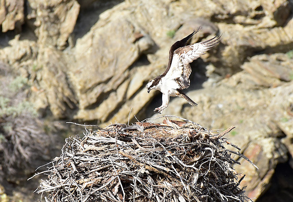 osprey nest (2)