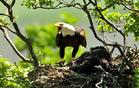 bald eagle.