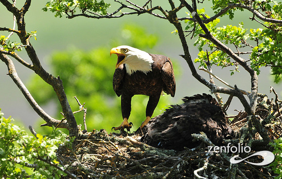 bald eagle.