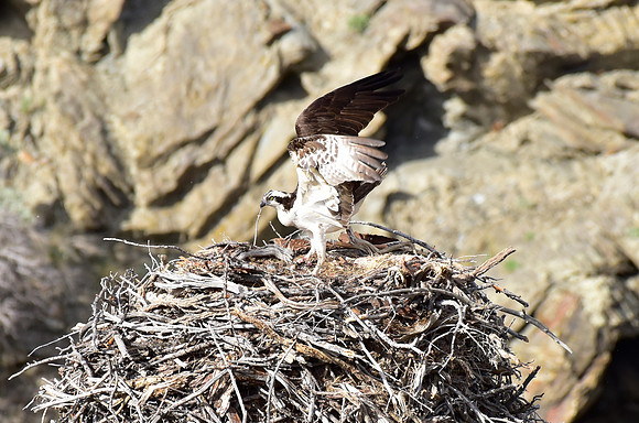 osprey nest (4)