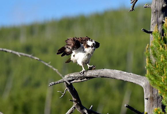 osprey eating trout.