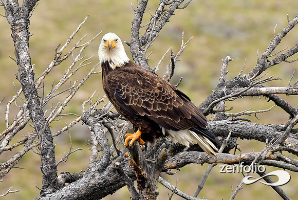 bald eagle pirched (2)