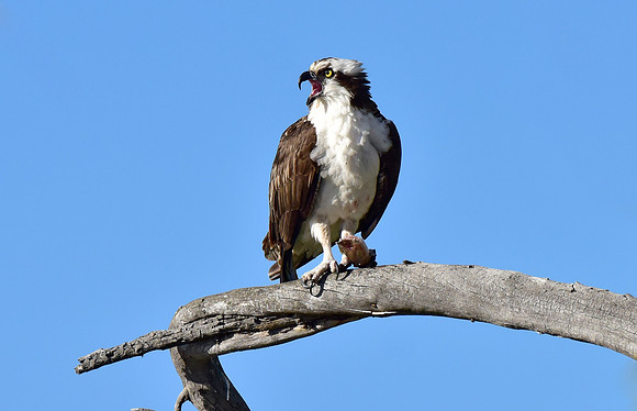 osprey eating a trout (5)