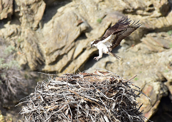 osprey nest (1)