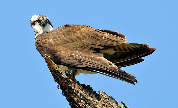 osprey