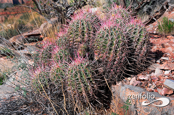 south kaibab trail.