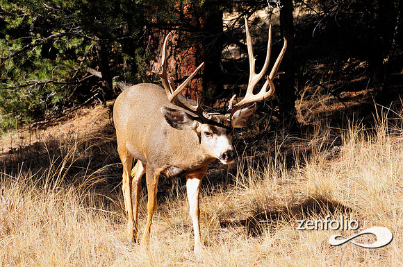 arizona mule deer buck.