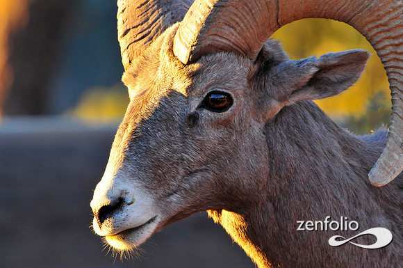 desert bighorn sheep.