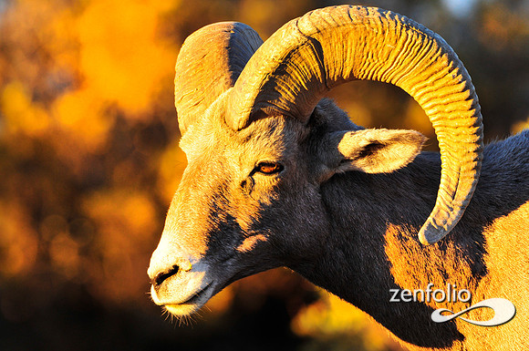 desert bighorn sheep.