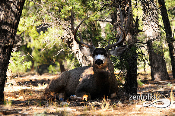 arizona mule deer buck.