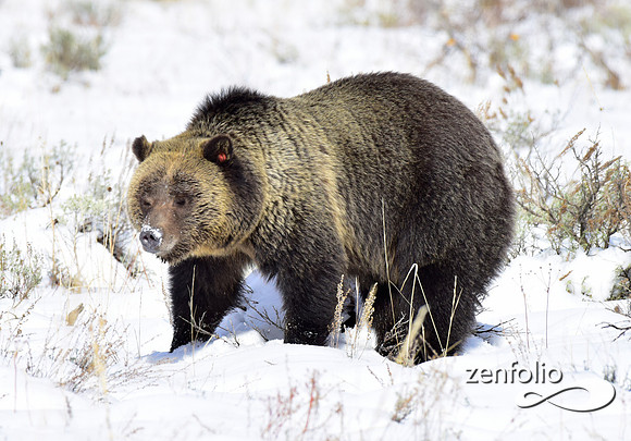 blondie in the snow (2)