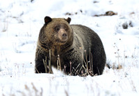 blondie in the snow (4)