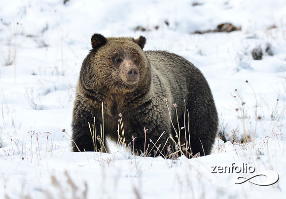 blondie in the snow (4)