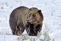 blondie in the snow (4)