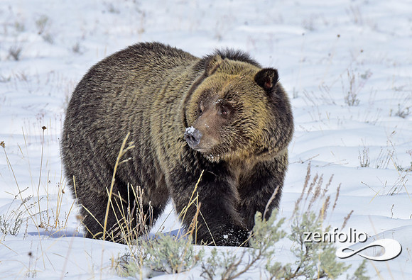 blondie in the snow (4)