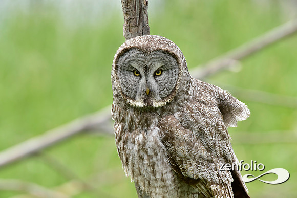 great grey owl (7)