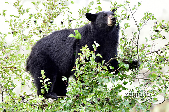_TED2992