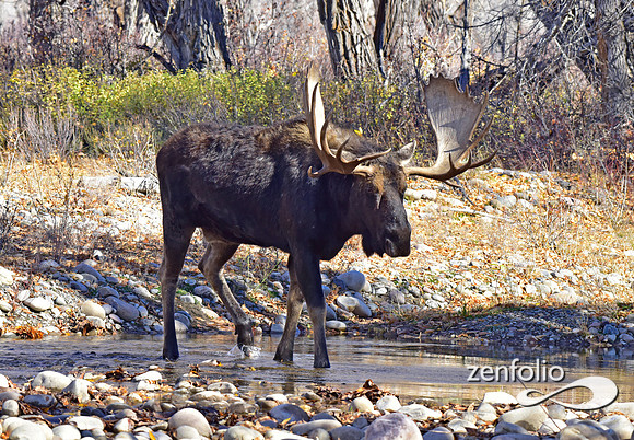teton national park moose (384)