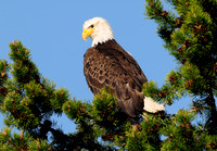 bald eagle sitting.