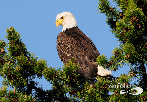 bald eagle sitting.