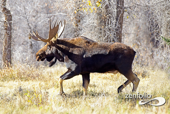 teton national park moose (124)