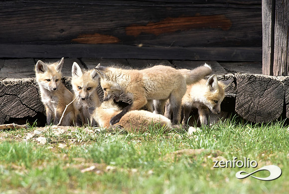 mother fox with her 6 kits (1)