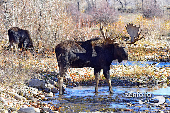teton national park moose (332)