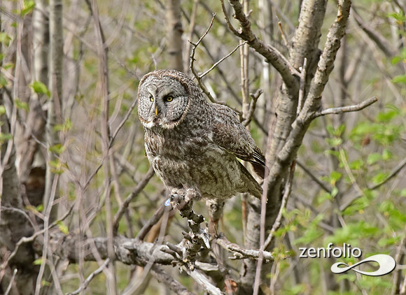 great grey owl (16)