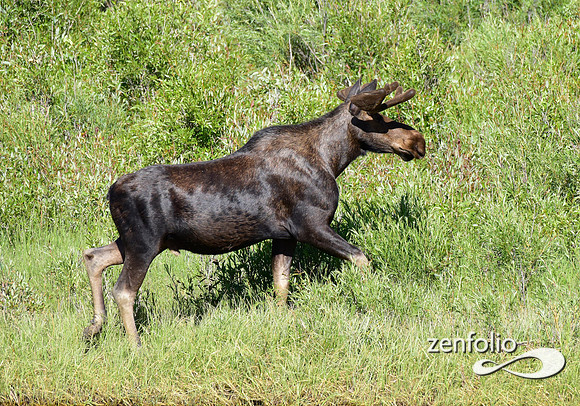 bull moose in velvet (1)