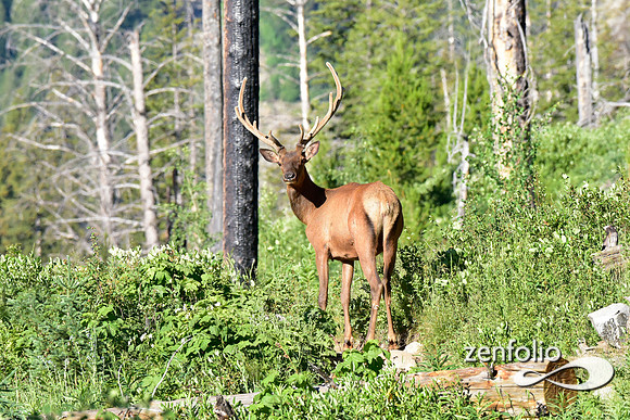young bull elk in velvet (3)