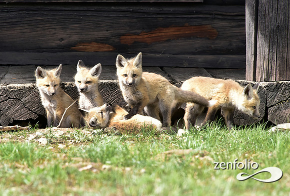 mother fox with her 6 kits (4)