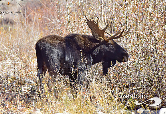 teton national park moose (355)