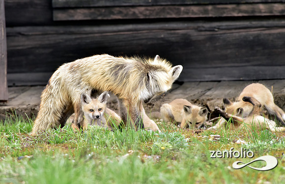mother fox with her 6 kits (21)
