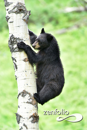 black bear climbing an aspen tree (11)