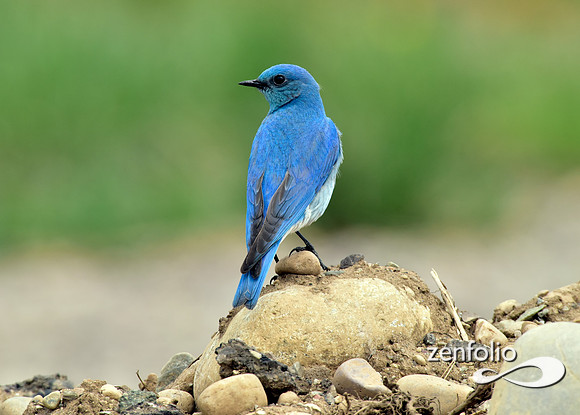 mtn,blue bird.
