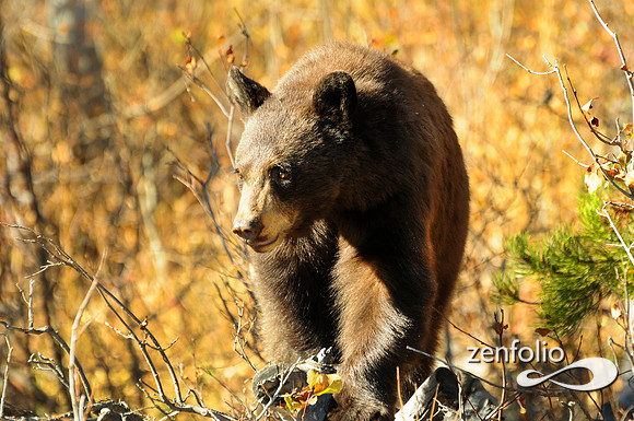 cinnamon black bear.