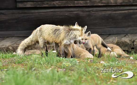 mother fox with her 6 kits (20)