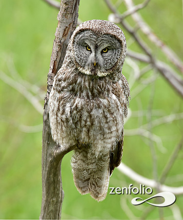 great grey owl (10)