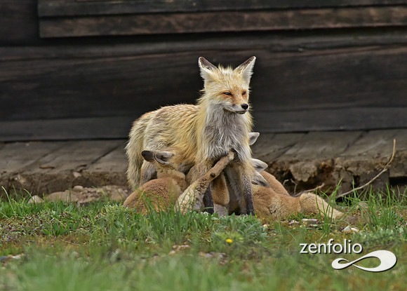 mother fox with her 6 kits (15)