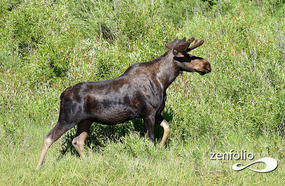 bull moose in velvet (2)