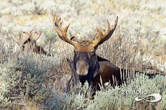 teton national park moose (17)
