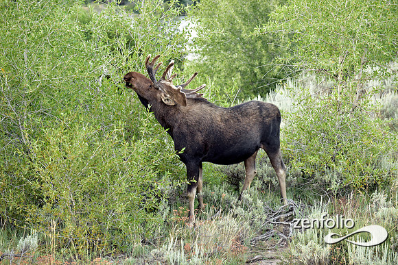 bull moose (11)