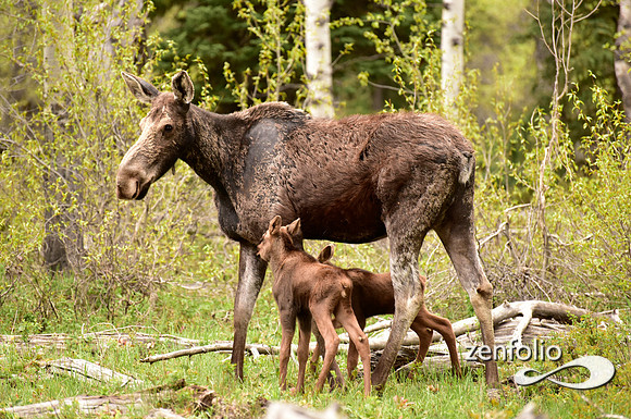 moose with calves (1)
