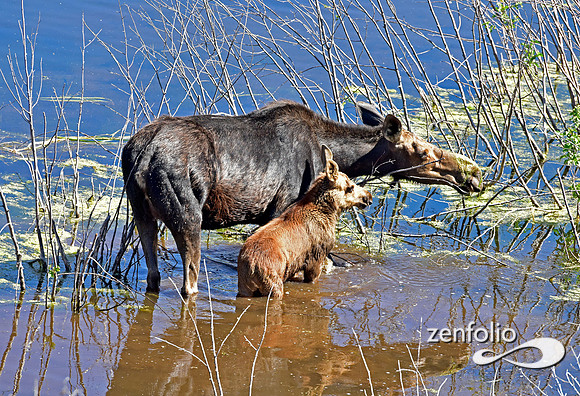 moose with calf in the tetons (8)