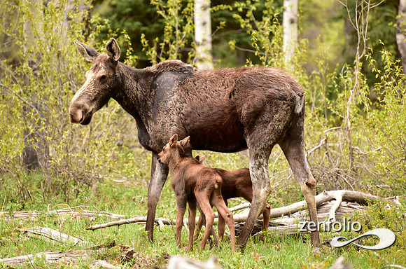 moose with calves (2)