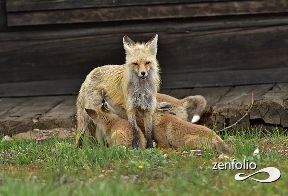 mother fox with her 6 kits (12)