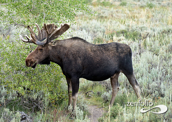 bull moose (8)